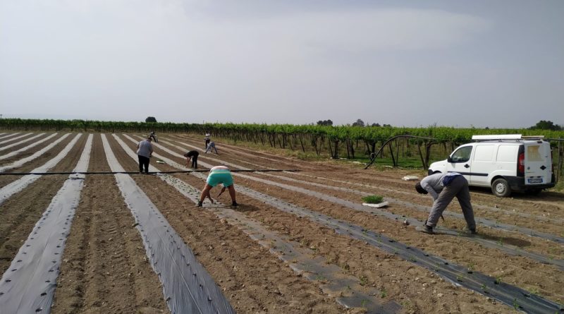 marchiodoc_campi-agricoli-terra-aut