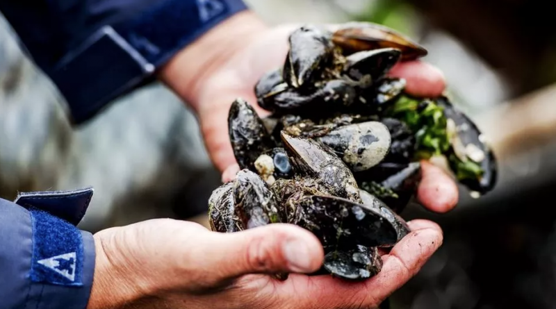 Marchiodoc - Raccolta molluschi mare